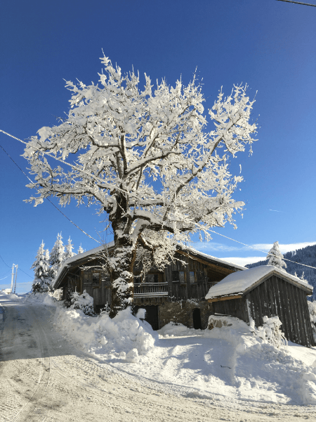 Snowy tree in front of alpine chalet